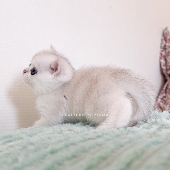 chaton British Shorthair black silver shell Rokuta Chatterie Nekobaa chaton British Shorthair black silver shell Rokuta Chatterie Nekobaa