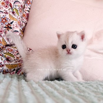 chaton British Shorthair black silver shell Rokuta Chatterie Nekobaa chaton British Shorthair black silver shell Rokuta Chatterie Nekobaa