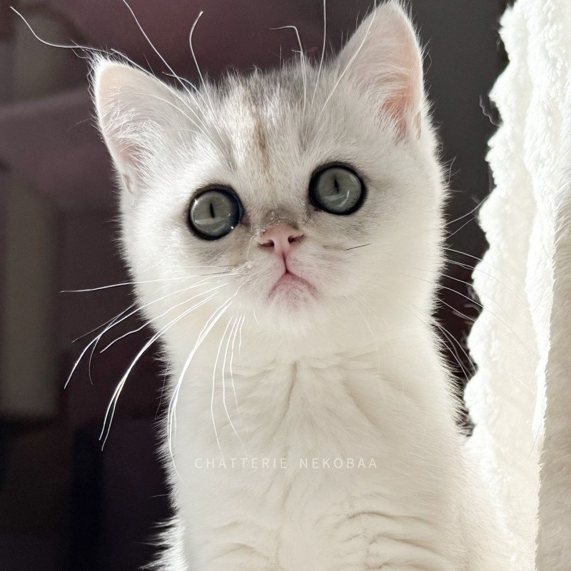 Rokuta Mâle British Shorthair