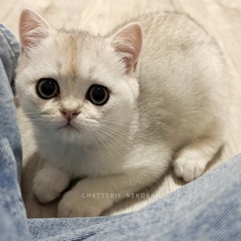 chaton British Shorthair black silver shell Rokuta Chatterie Nekobaa