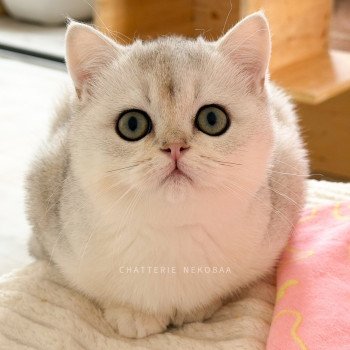 Azuma Rokuta Mâle British Shorthair