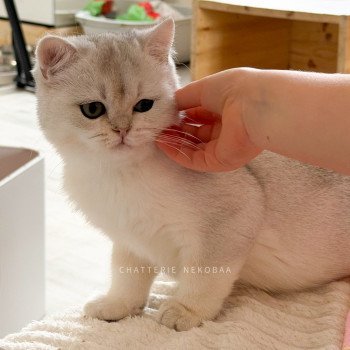 chaton British Shorthair black silver shell Rokuta Chatterie Nekobaa