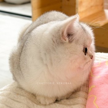 chaton British Shorthair black silver shell Rokuta Chatterie Nekobaa