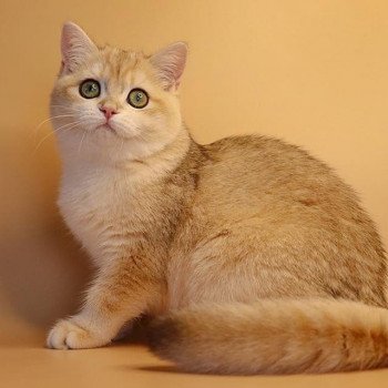 chat British Shorthair black golden shell Rosita Chatterie Nekobaa