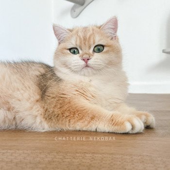 chat British Shorthair black golden shell Rosita Chatterie Nekobaa