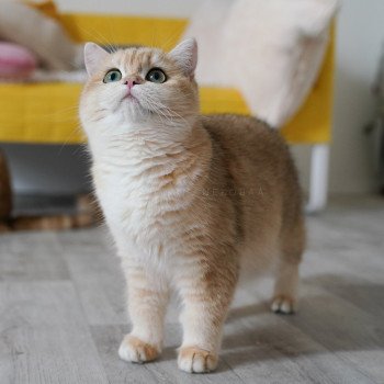 chat British Shorthair black golden shell Rosita Chatterie Nekobaa