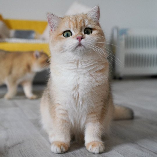 Rosisan Femelle British Shorthair