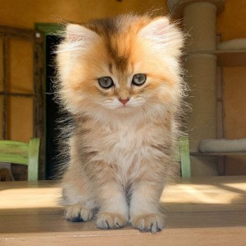 chaton British Longhair brown (black golden) ticked tabby Ryu Chatterie Nekobaa chaton British Longhair brown (black golden) ticked tabby Ryu Chatterie Nekobaa