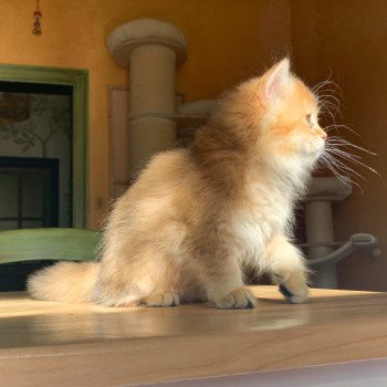 chaton British Longhair brown (black golden) ticked tabby Ryu Chatterie Nekobaa chaton British Longhair brown (black golden) ticked tabby Ryu Chatterie Nekobaa