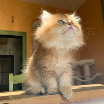 chaton British Longhair brown (black golden) ticked tabby Ryu Chatterie Nekobaa chaton British Longhair brown (black golden) ticked tabby Ryu Chatterie Nekobaa