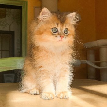 chaton British Longhair brown (black golden) ticked tabby Ryu Chatterie Nekobaa chaton British Longhair brown (black golden) ticked tabby Ryu Chatterie Nekobaa