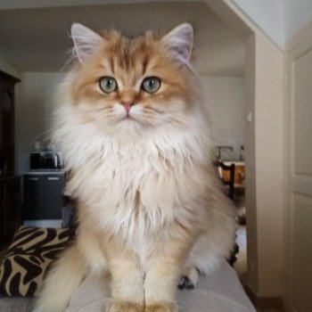 chaton British Longhair brown (black golden) ticked tabby Ryu Chatterie Nekobaa chaton British Longhair brown (black golden) ticked tabby Ryu Chatterie Nekobaa