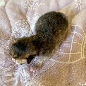 chaton British Shorthair golden Ryu Chatterie Nekobaa