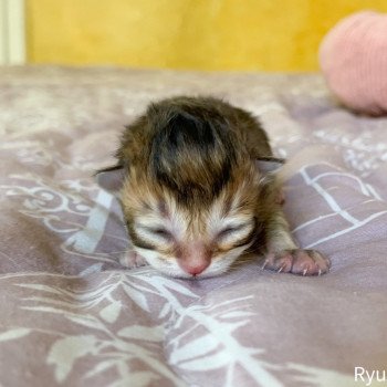 chaton British Shorthair golden Ryu Chatterie Nekobaa chaton British Shorthair golden Ryu Chatterie Nekobaa