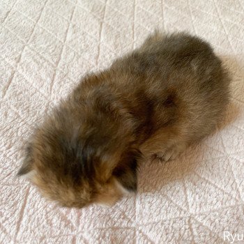 chaton British Longhair brown (black golden) ticked tabby Ryu Chatterie Nekobaa