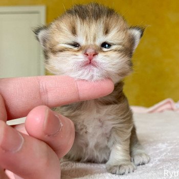 chaton British Longhair brown (black golden) ticked tabby Ryu Chatterie Nekobaa chaton British Longhair brown (black golden) ticked tabby Ryu Chatterie Nekobaa