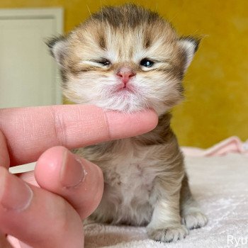 chaton British Longhair brown (black golden) ticked tabby Ryu Chatterie Nekobaa