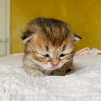 chaton British Longhair brown (black golden) ticked tabby Ryu Chatterie Nekobaa chaton British Longhair brown (black golden) ticked tabby Ryu Chatterie Nekobaa