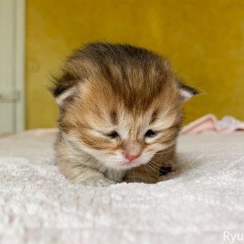 chaton British Longhair brown (black golden) ticked tabby Ryu Chatterie Nekobaa