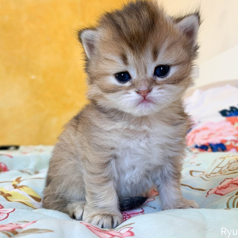 Ryu Mâle British Longhair