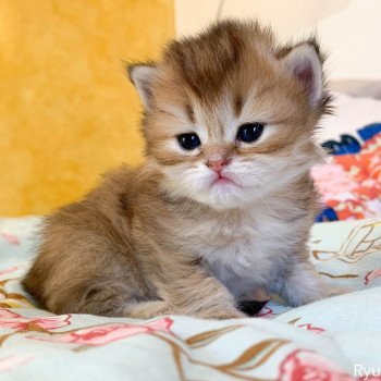 chaton British Longhair brown (black golden) ticked tabby Ryu Chatterie Nekobaa