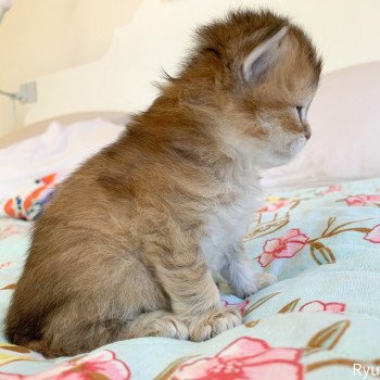 chaton British Longhair brown (black golden) ticked tabby Ryu Chatterie Nekobaa