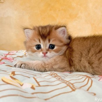 chaton British Longhair brown (black golden) ticked tabby Ryu Chatterie Nekobaa