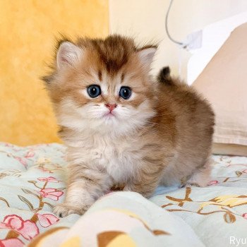 chaton British Longhair brown (black golden) ticked tabby Ryu Chatterie Nekobaa