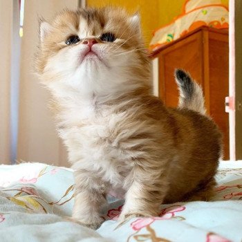 chaton British Longhair brown (black golden) ticked tabby Ryu Chatterie Nekobaa chaton British Longhair brown (black golden) ticked tabby Ryu Chatterie Nekobaa
