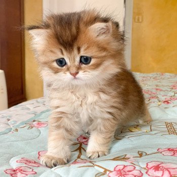 chaton British Longhair brown (black golden) ticked tabby Ryu Chatterie Nekobaa