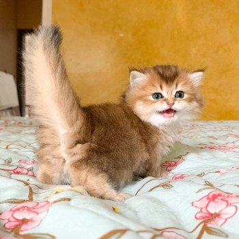 chaton British Longhair brown (black golden) ticked tabby Ryu Chatterie Nekobaa