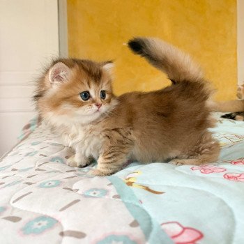 chaton British Longhair brown (black golden) ticked tabby Ryu Chatterie Nekobaa chaton British Longhair brown (black golden) ticked tabby Ryu Chatterie Nekobaa