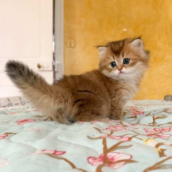 chaton British Longhair brown (black golden) ticked tabby Ryu Chatterie Nekobaa