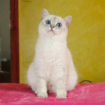 chat British Shorthair seal silver shaded point Strawberry Chatterie Nekobaa