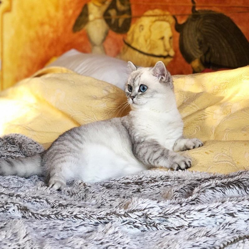 Sakura Femelle British Shorthair