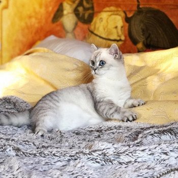 chat British Shorthair seal silver shaded point Strawberry Chatterie Nekobaa