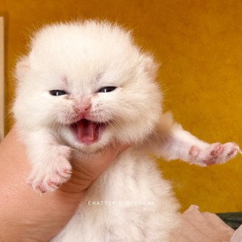 chaton British Shorthair seal golden point Sasuke Chatterie Nekobaa