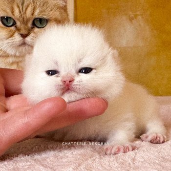 chaton British Shorthair seal golden point Sasuke Chatterie Nekobaa