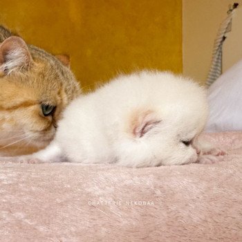 chaton British Shorthair seal golden point Sasuke Chatterie Nekobaa