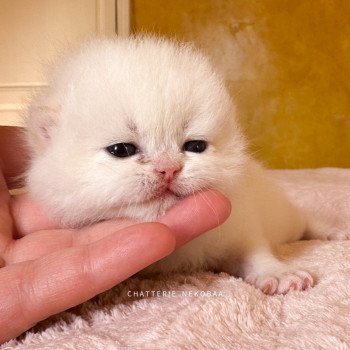 chaton British Shorthair seal golden point Sasuke Chatterie Nekobaa