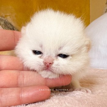 chaton British Shorthair seal golden point Sasuke Chatterie Nekobaa