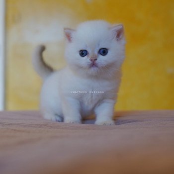 chaton British Shorthair seal golden shell point Sasuke Chatterie Nekobaa