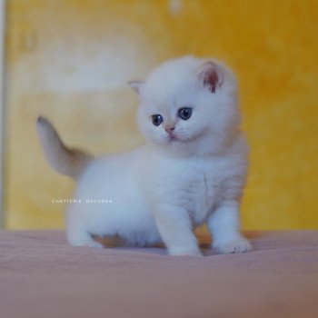 chaton British Shorthair seal golden shell point Sasuke Chatterie Nekobaa