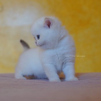 chaton British Shorthair seal golden shell point Sasuke Chatterie Nekobaa