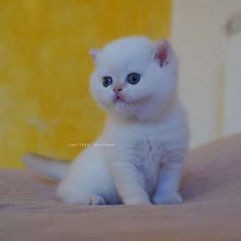 chaton British Shorthair seal golden shell point Sasuke Chatterie Nekobaa