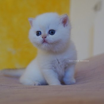 chaton British Shorthair seal golden shell point Sasuke Chatterie Nekobaa