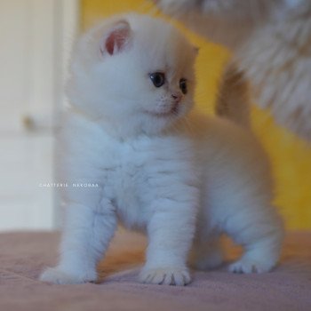 chaton British Shorthair seal golden shell point Sasuke Chatterie Nekobaa