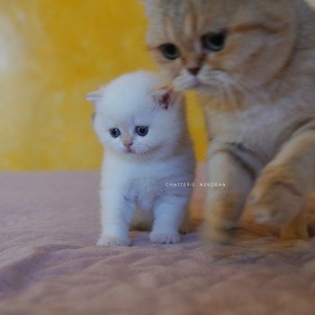 chaton British Shorthair seal golden shell point Sasuke Chatterie Nekobaa