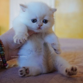 chaton British Shorthair seal golden shell point Sasuke Chatterie Nekobaa