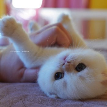 chaton British Shorthair seal golden shell point Sasuke Chatterie Nekobaa